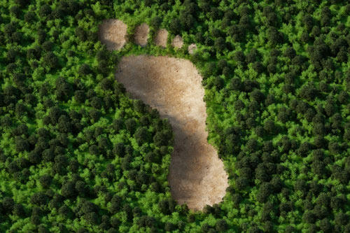 Ett fotavtryck sett från ovan i en skog